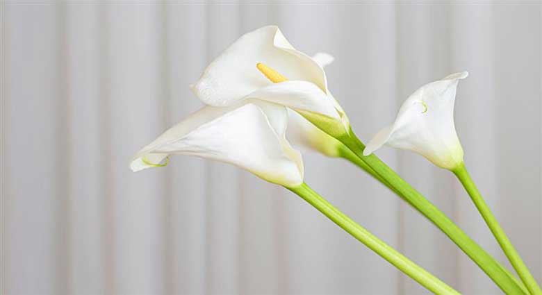 آشنایی با گل شیپوری(Calla Lily)